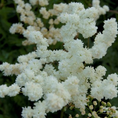 Filipendula vulgaris Multiplex (Plena), Brudbröd, P9cm