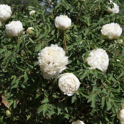 Paeonia rockii-flare Carte Blanche (Jing Yun Guan), Buskpion