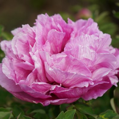 Paeonia rockii-flare Dream (Jing Zui Mei), Buskpion