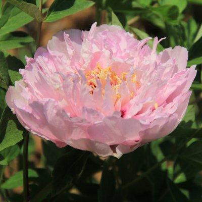 Paeonia rockii-flare Heavenly Pink (Jin Ju Fei), Buskpion