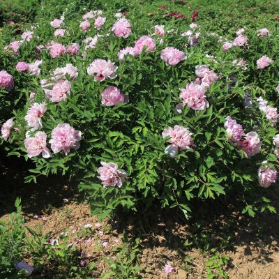 Paeonia rockii-flare Heavenly Pink (Jin Ju Fei), Buskpion