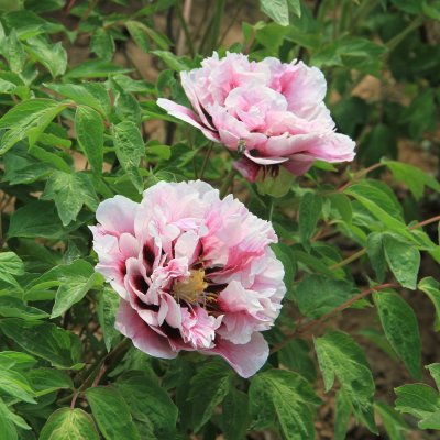 Paeonia rockii-flare Nightsky (Tao Hao Xiang Yu), Buskpion, (höstleverans)