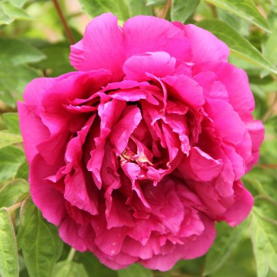 Paeonia rockii-flare Penny Lane (Jing Di Hong), Buskpion