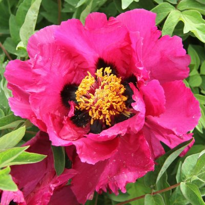 Paeonia rockii-flare Sweet Magic (Jing Hong Fei He), Buskpion