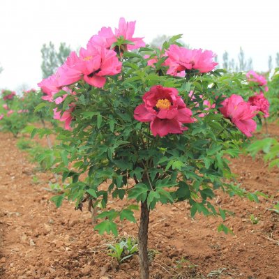 Paeonia rockii-flare Sweet Magic (Jing Hong Fei He), Buskpion