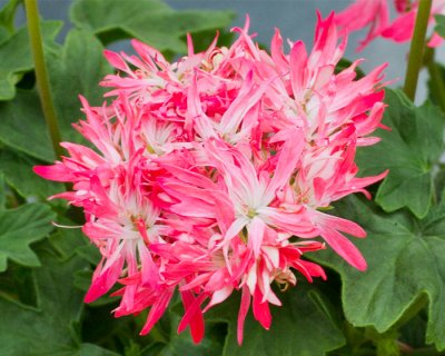 Stjärn-miniatyrpelargon, kruka, Flecks