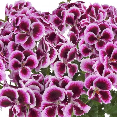 Pelargonium grandiflorum Florella Burgundy ®