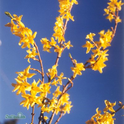Forsythia x intermedia Minigold, Dvärgforsythia, 40-60 C3