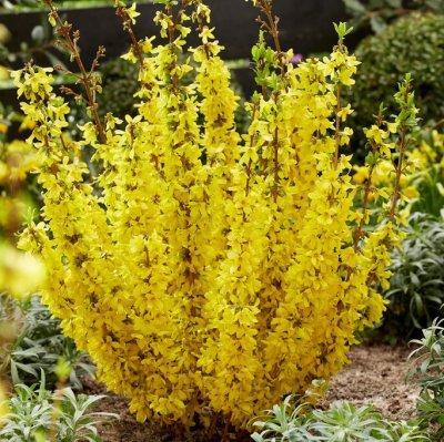 Forsythia x intermedia Mikador ® (Minfor6), Hybridforsythia, C5