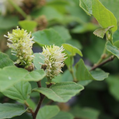 Fothergilla gardenii Suzanne, Liten Häxal, 25-30 C3