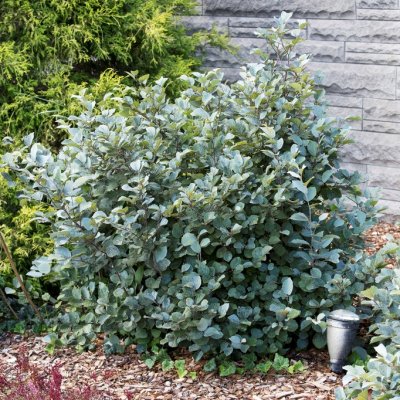 Fothergilla x intermedia Blue Shadow, Mellan Häxal, 30-40 C3