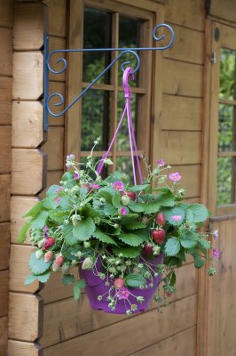 Fragaria ananassa Toscana, Jordgubbe