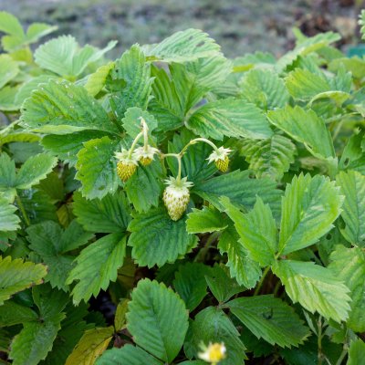 Smultron Gul, Stickling, Fragaria vesca Yellow Wonder 3-pack