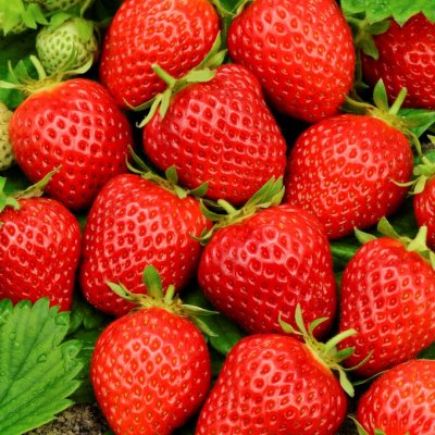 Fragaria x ananassa Mara des Bois, Smulgubbe/Jordgubbe, barrot 3st