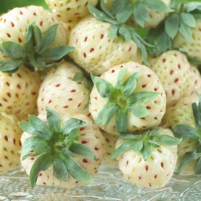 Fragaria x ananassa Snow White ® (Hansawhit), Vit Jordgubbe, P9cm
