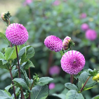 Dahlia Pompon Frank Holmes 1st