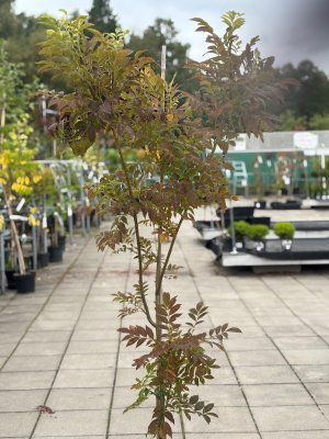 Fraxinus excelsior Argenteo-variegata, Ask