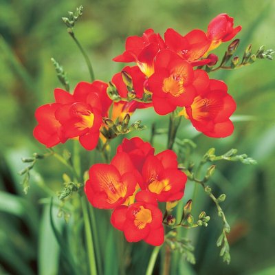 Freesia Enkel Röd 15st