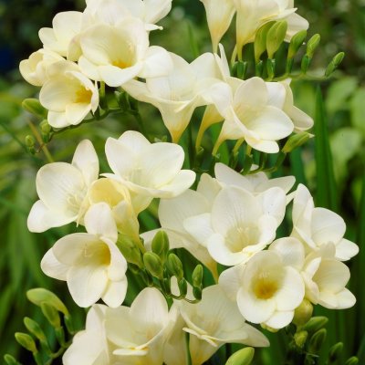 Freesia Enkel Vit 15st
