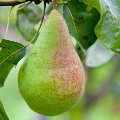 Päron, Fritjof E, stam P. com C10