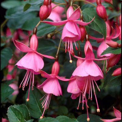 Fuchsia Upprätt, Beacon Rosa 3-pack