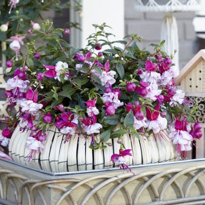 Hängfuchsia, Bella Julia ® 3-pack