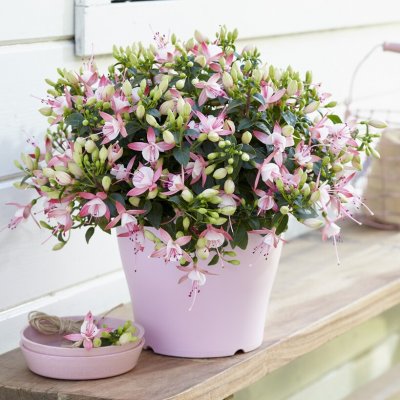 Fuchsia Upprätt, Bella Sophia ® 3-pack