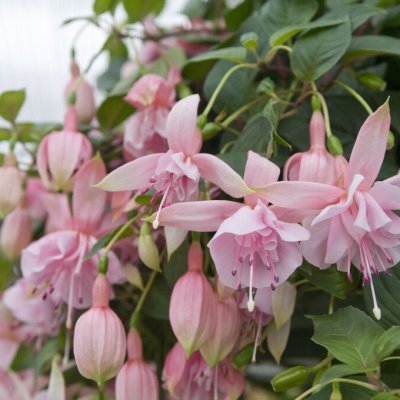 Hängfuchsia, Claudia 3-pack