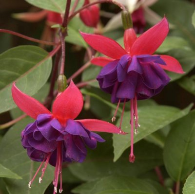 Fuchsia Upprätt, Dollar Princess