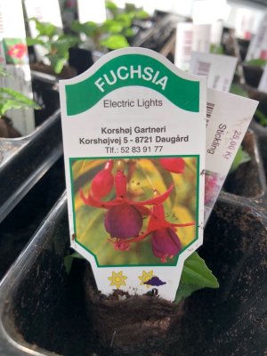 Fuchsia, pluggplanta, Electric Lights