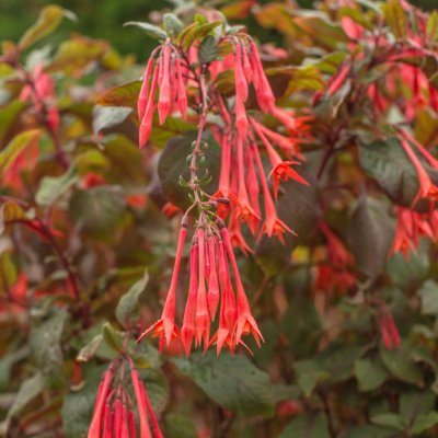 Fuchsia Upprätt, Gartenmeister Bonstedt