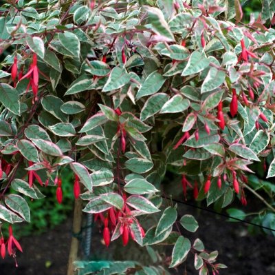 Hängfuchsia, Tom West 3-pack