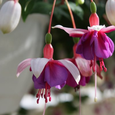 Fuchsia, pluggplanta, La Campanella