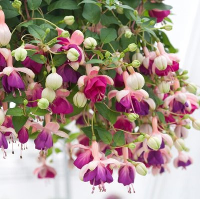 Hängfuchsia, Lena 3-pack