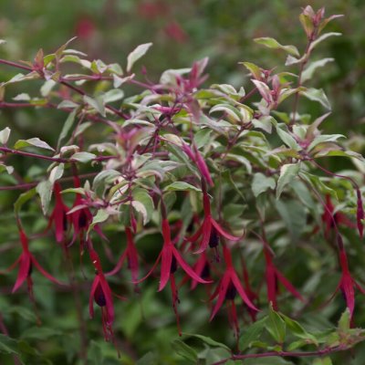 Fuchsia magellanica Versicolor