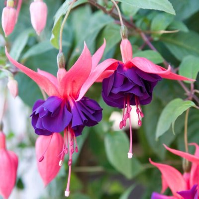 Hängfuchsia, Maori Maid 3-pack
