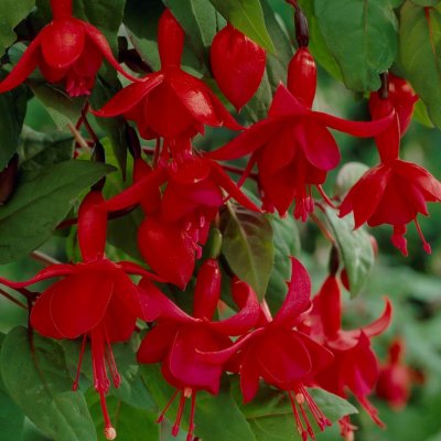 Hängfuchsia, Marinka