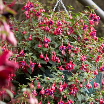 Hängfuchsia, Multa 3-pack