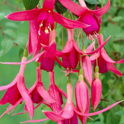 Hängfuchsia, Red Spider 3-pack