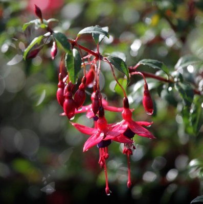 Fuchsia Upprätt, Riccartonii 3-pack