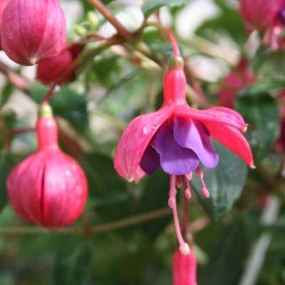Fuchsia, pluggplanta, Ringwood Market