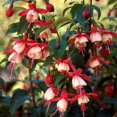 Fuchsia Upprätt, Snowcap