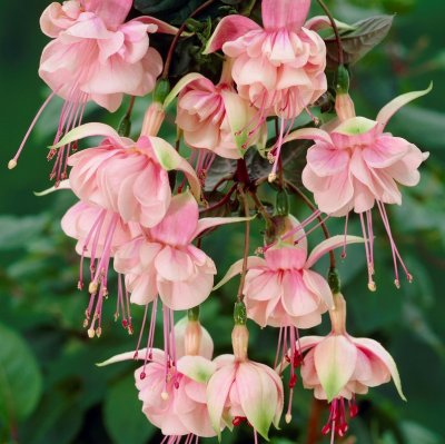 Hängfuchsia, South Gate