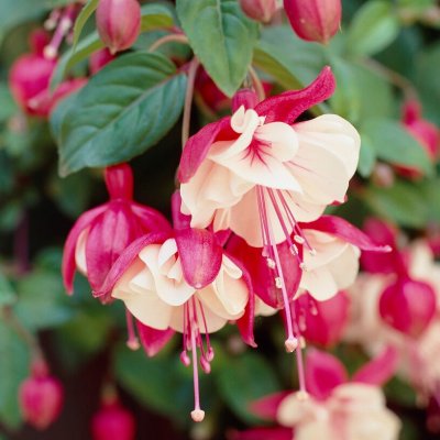 Hängfuchsia, Swingtime 3-pack