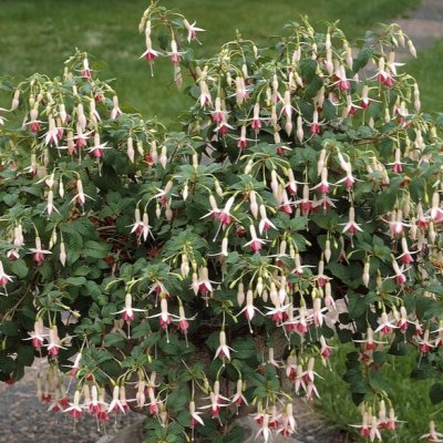 Fuchsia Upprätt, Stickling 3-pack