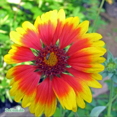 Gaillardia x grandiflora Kobold, Kokardblomster, C11cm