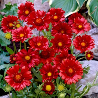 Gaillardia x grandiflora Burgunder (Burgundy), Kokardblomster, P9cm