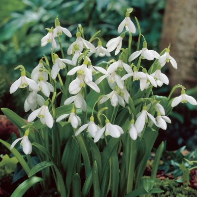 Grekisk Snödroppe Galanthus ikariae 7st