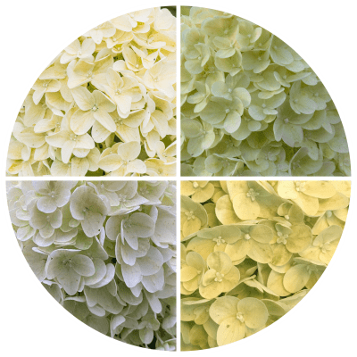 Hydrangea paniculata Lemonlight ®