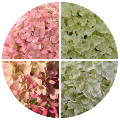Hydrangea paniculata Pinklight ®